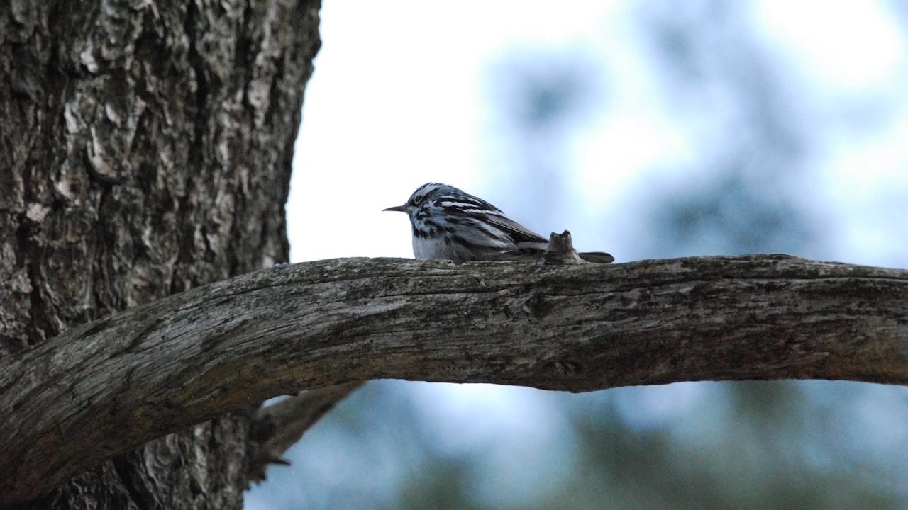 FUT Coins Earning Methods