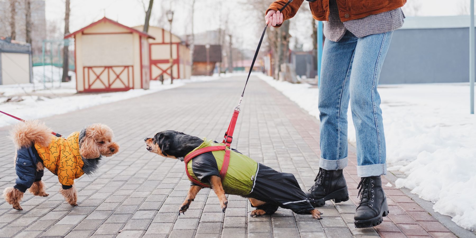 Common Training Methods for Handling Aggressive Dogs