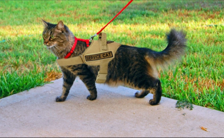 The Best Tactical Cat Harness for Your Feline Friend