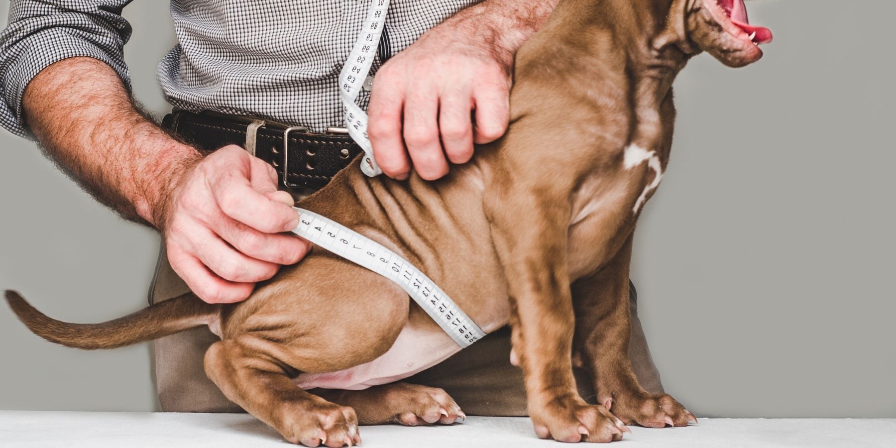 What Are the Common Mistakes When Sizing a Dog&#8217;s Harness? Avoid Them!