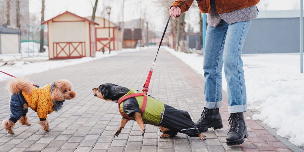 Common Training Methods for Handling Aggressive Dogs